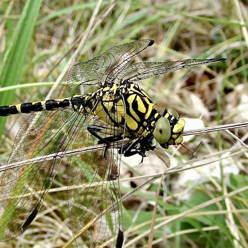 small pincertail